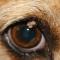 Adenoma ooglid Beagle