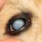 Cataract Beagle