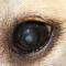 Cataract Labrador DM Morgagnian cataract