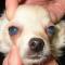 Chihuahua puppy met cornea oedeem