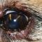 Linker oog blefaritis Cairn terrier