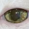 Persisterende Pupillaire Membraan kat