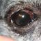Pigmentaire keratitis door droog oog Franse bulldog