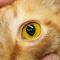 Reversed D-shaped pupil kat