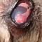 Ulcer Cairn terrier na operatie