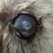 Ulcer door corneale degeneratie Cairn terrier